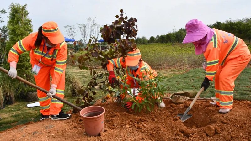 边坡绿化抗冲刷草种：选择与养护的关键要点